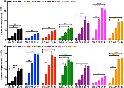 Autophagy Regulates Fungal Virulence and Sexual Reproduction in Cryptococcus neoformans